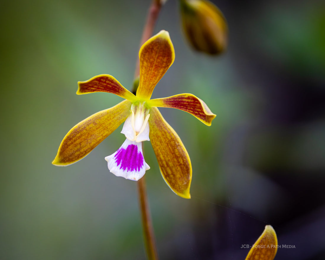 Secret Gardens in the Swamp - Exploring the Everglades in South Florida