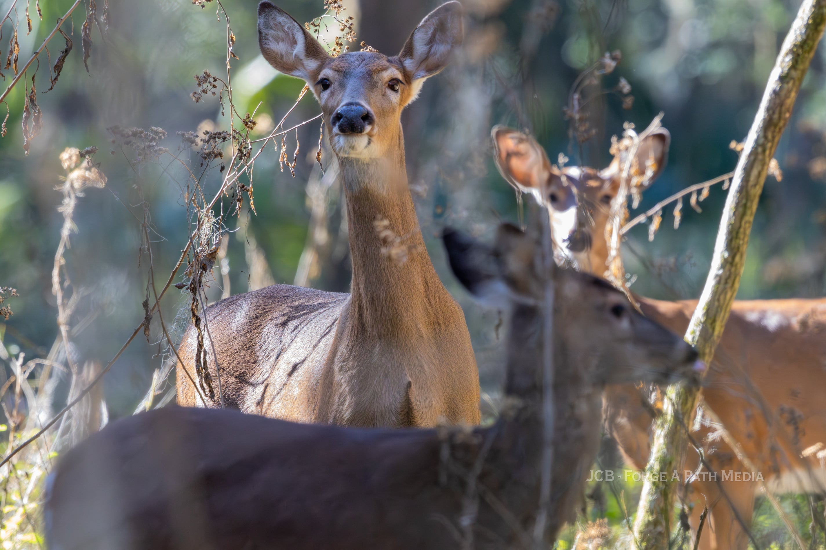 Wildly Festive: 5 Authentic Ways Wildlife Creators Can Grow on Social Media This Holiday Season