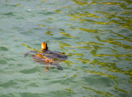 Discover the Top 5 Ways to Encounter Sea Turtles in St. Augustine