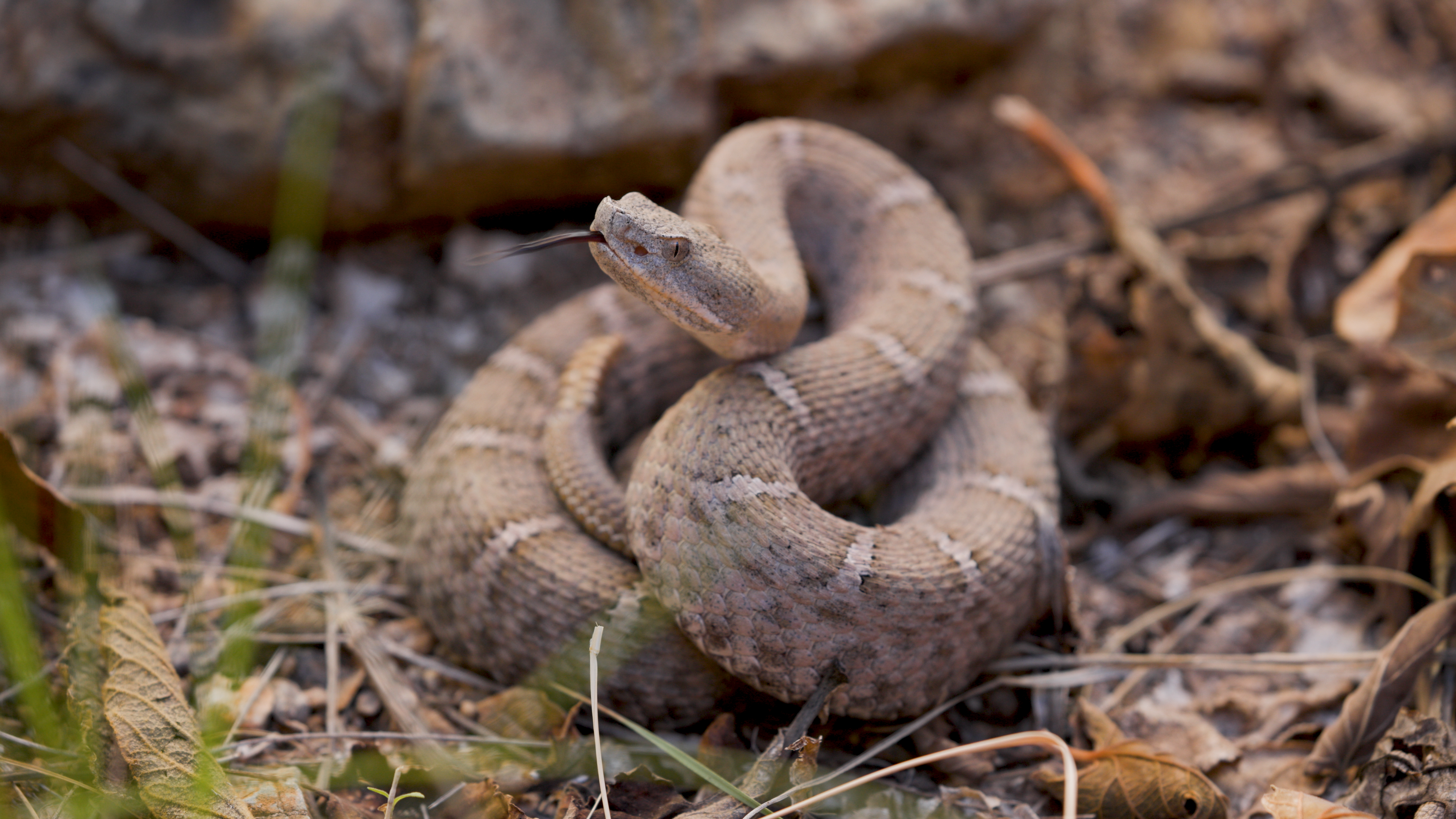Rattlesnake Film Project: Shifting the Narrative