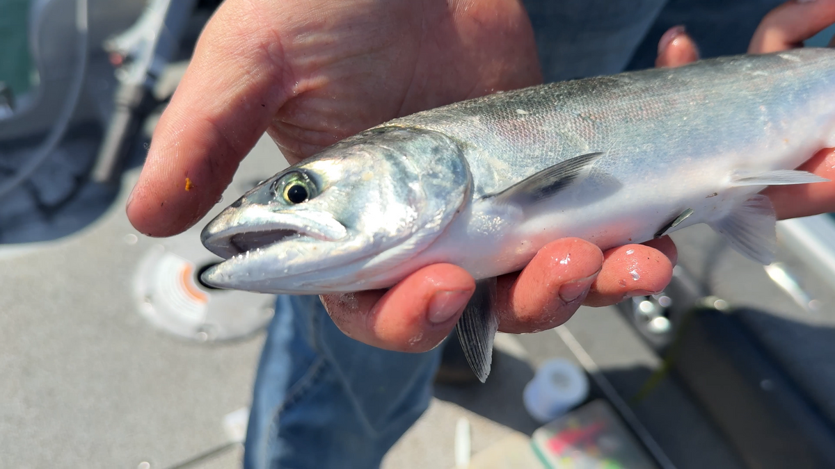 Salmon Fishing: Beginner Lessons to Catch Salmon in Washington (Part 1)