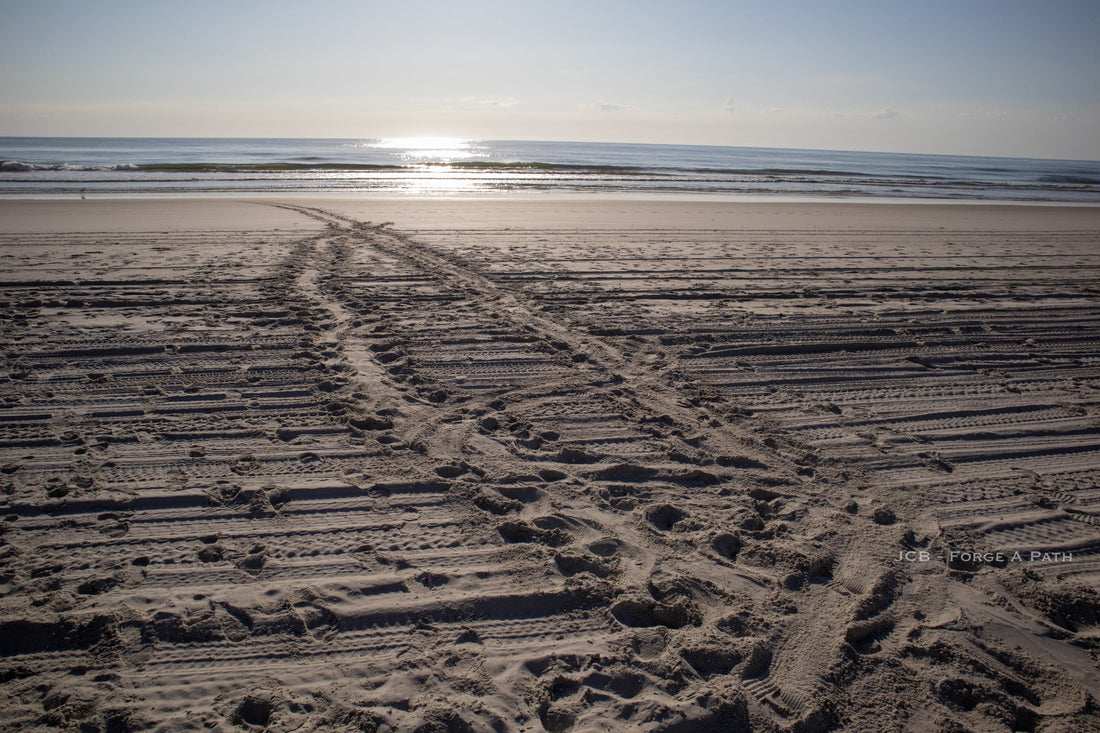 Sea Turtle Nesting Season in Florida: What You Need to Know