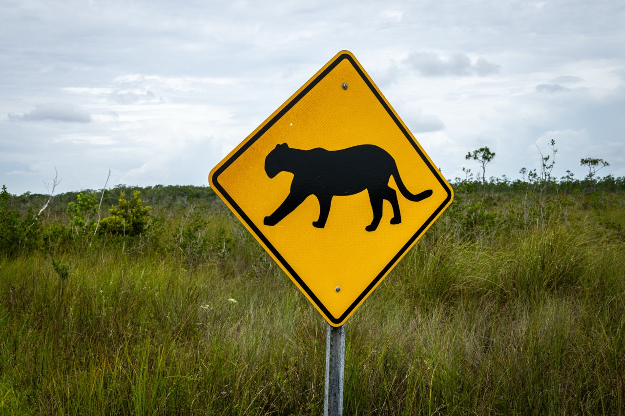 Discover the Best Wildlife Viewing Spots in Everglades National Park