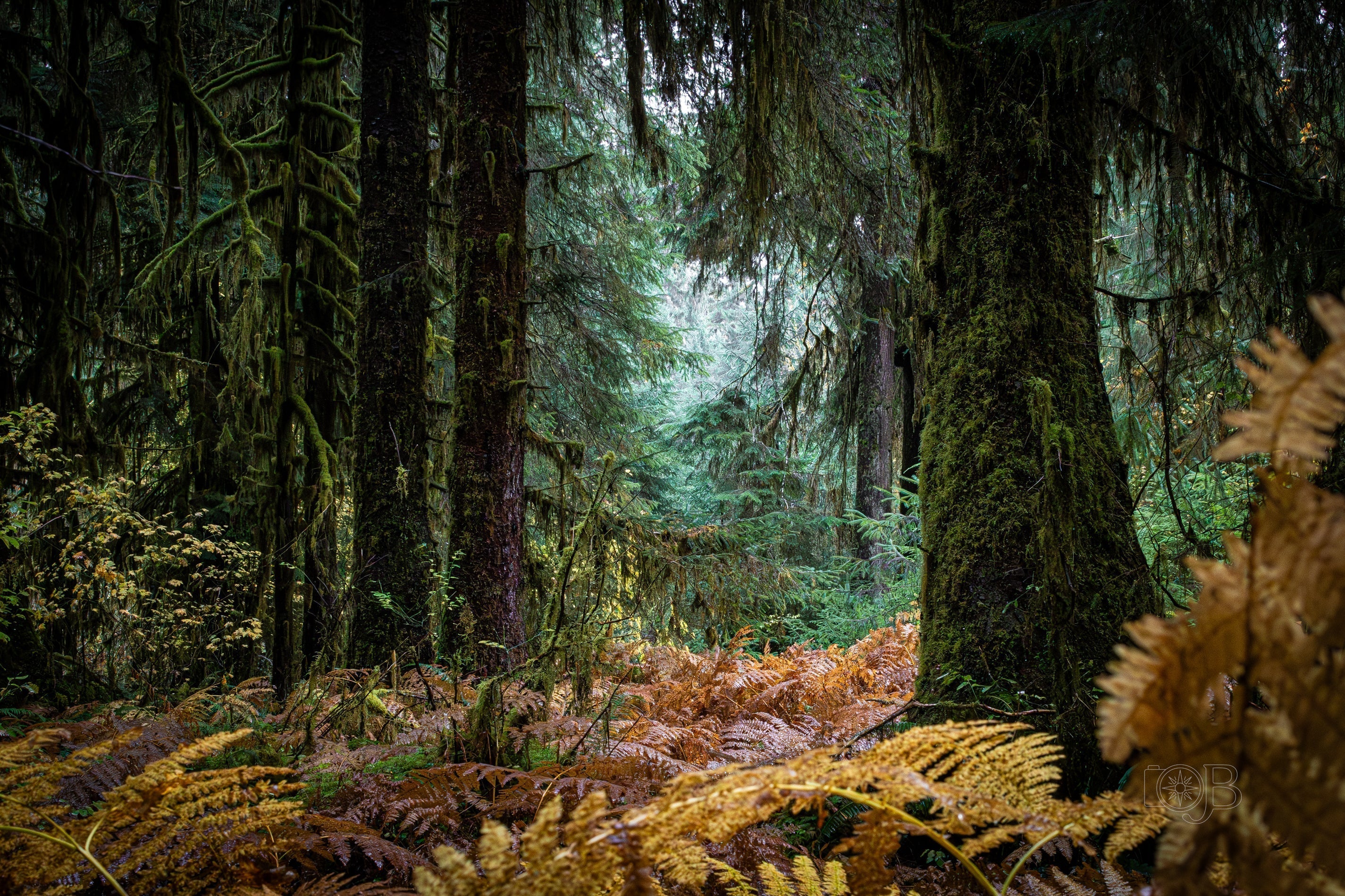 Respect the Trail: Hiking in the Hoh Rainforest