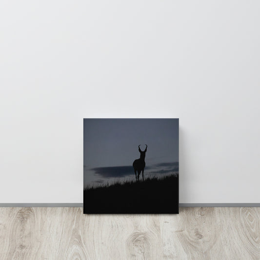 Pronghorn at Twilight