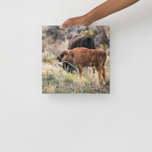 Red Dog Baby Bison