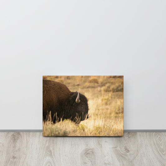 Bison in the Autumn Grass Print