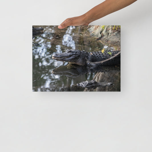 Alligators in the Swamp