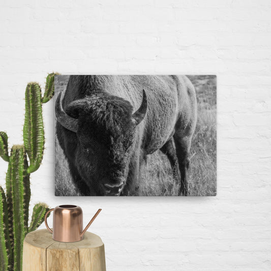 Bison in the Meadow, BW