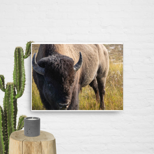 Bison in the Yellowstone Meadows