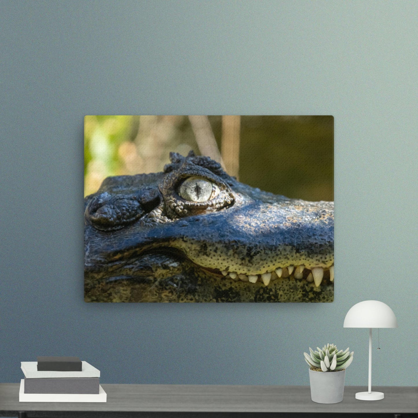 Broad-snouted Caiman