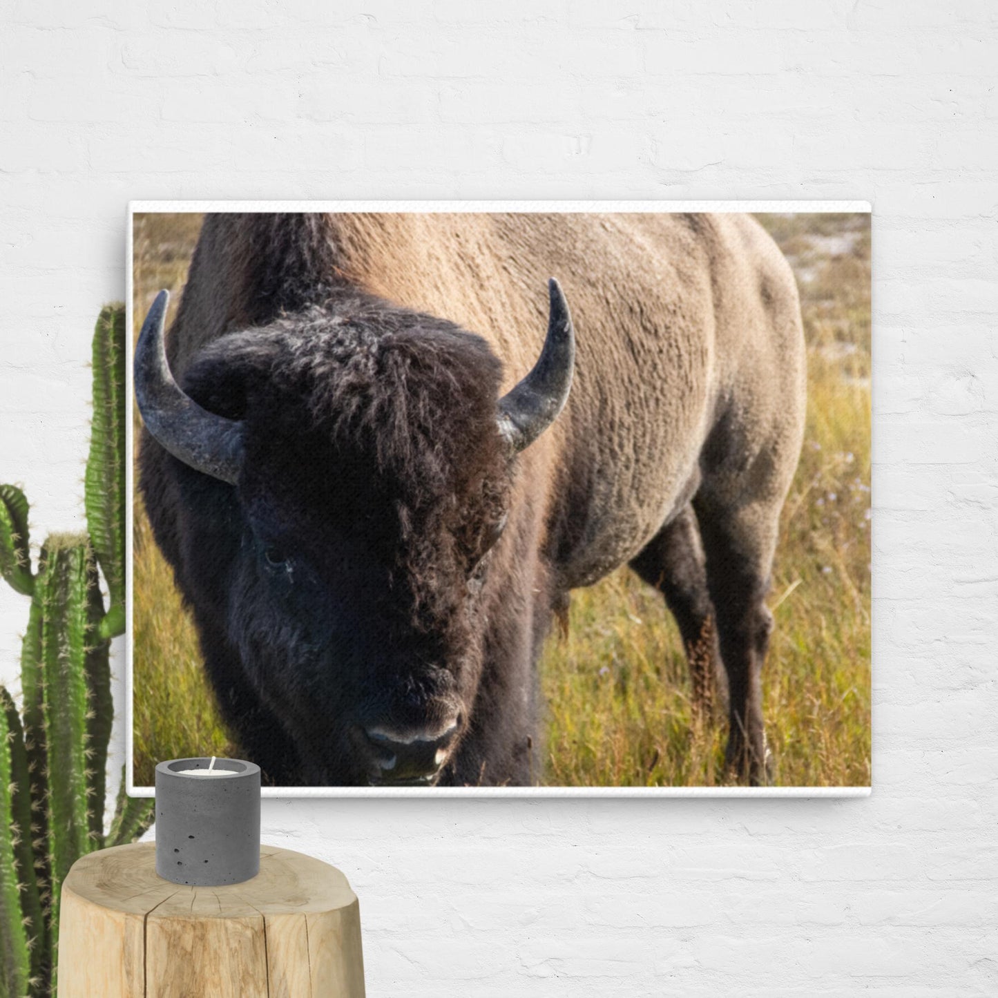 Bison in the Yellowstone Meadows