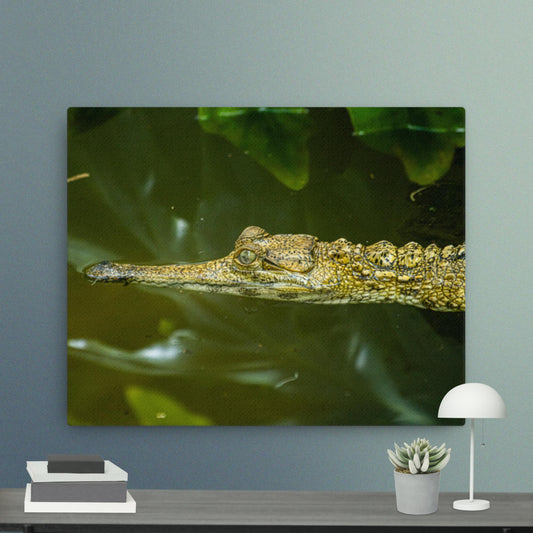 West African Slender-snouted Crocodile