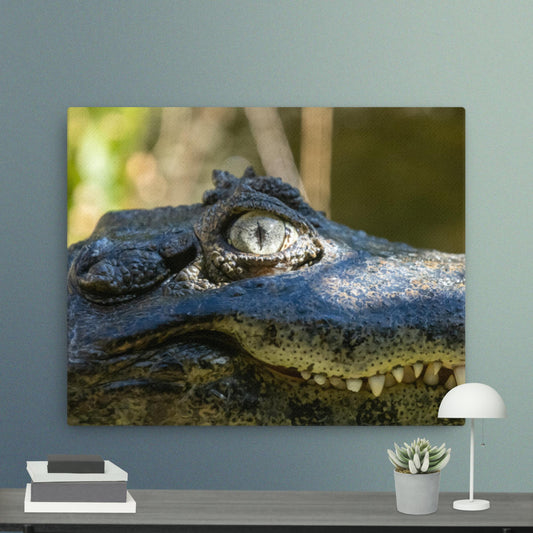 Broad-snouted Caiman