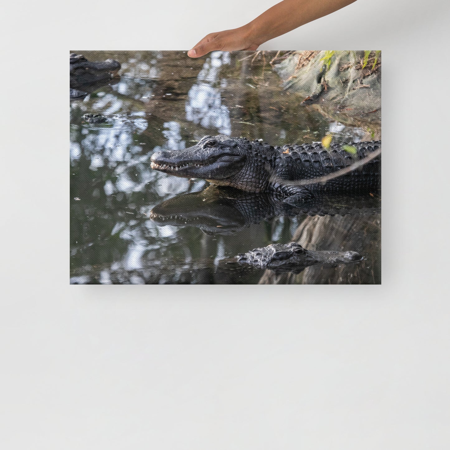 Alligators in the Swamp