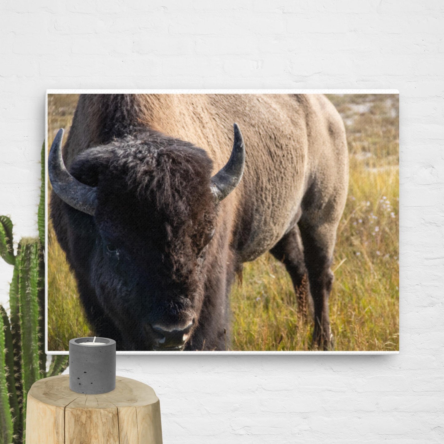 Bison in the Yellowstone Meadows