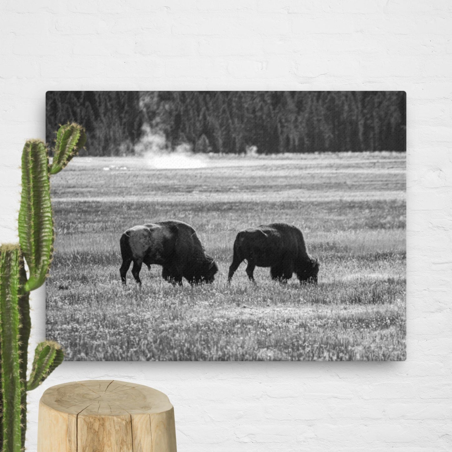 Bison couple in Yellowstone, BW