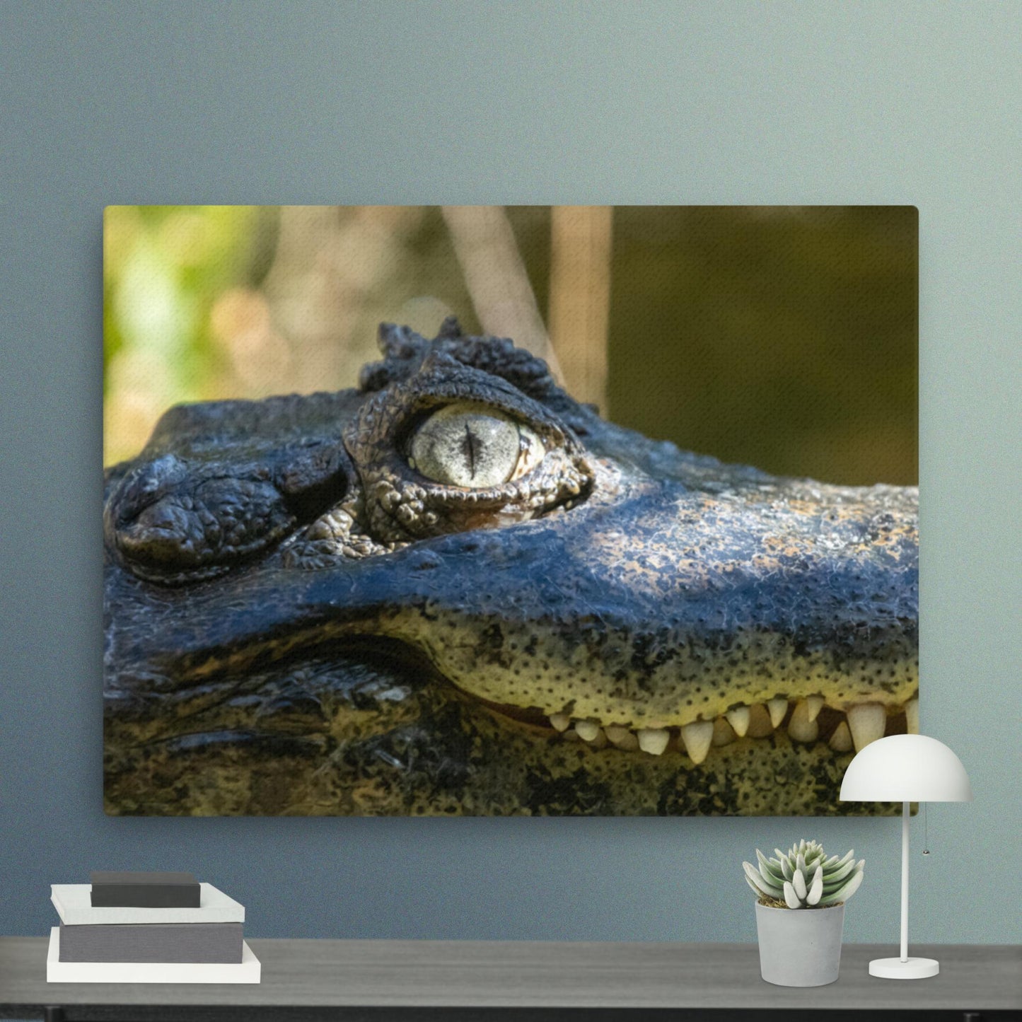 Broad-snouted Caiman