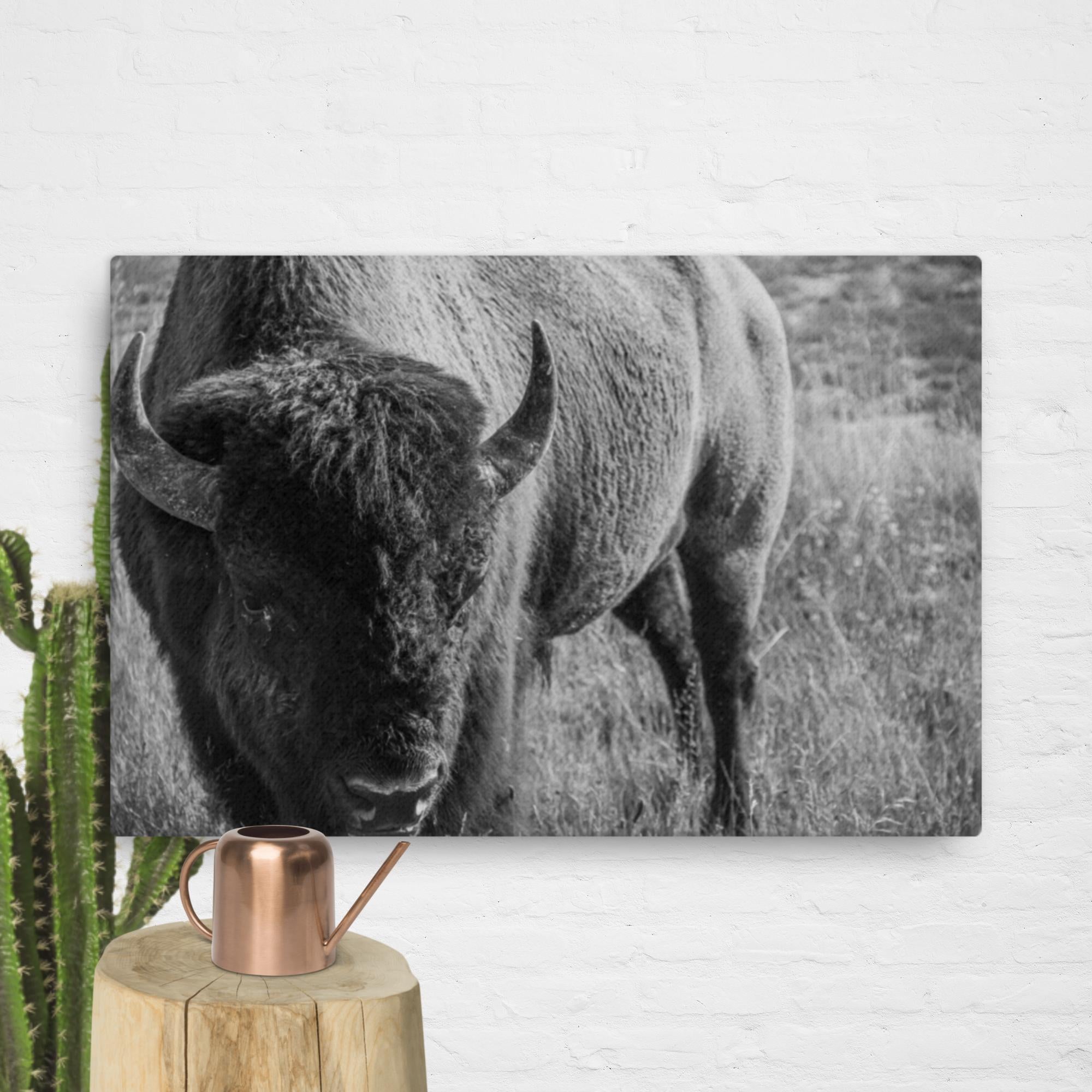 Bison in the Meadow, BW
