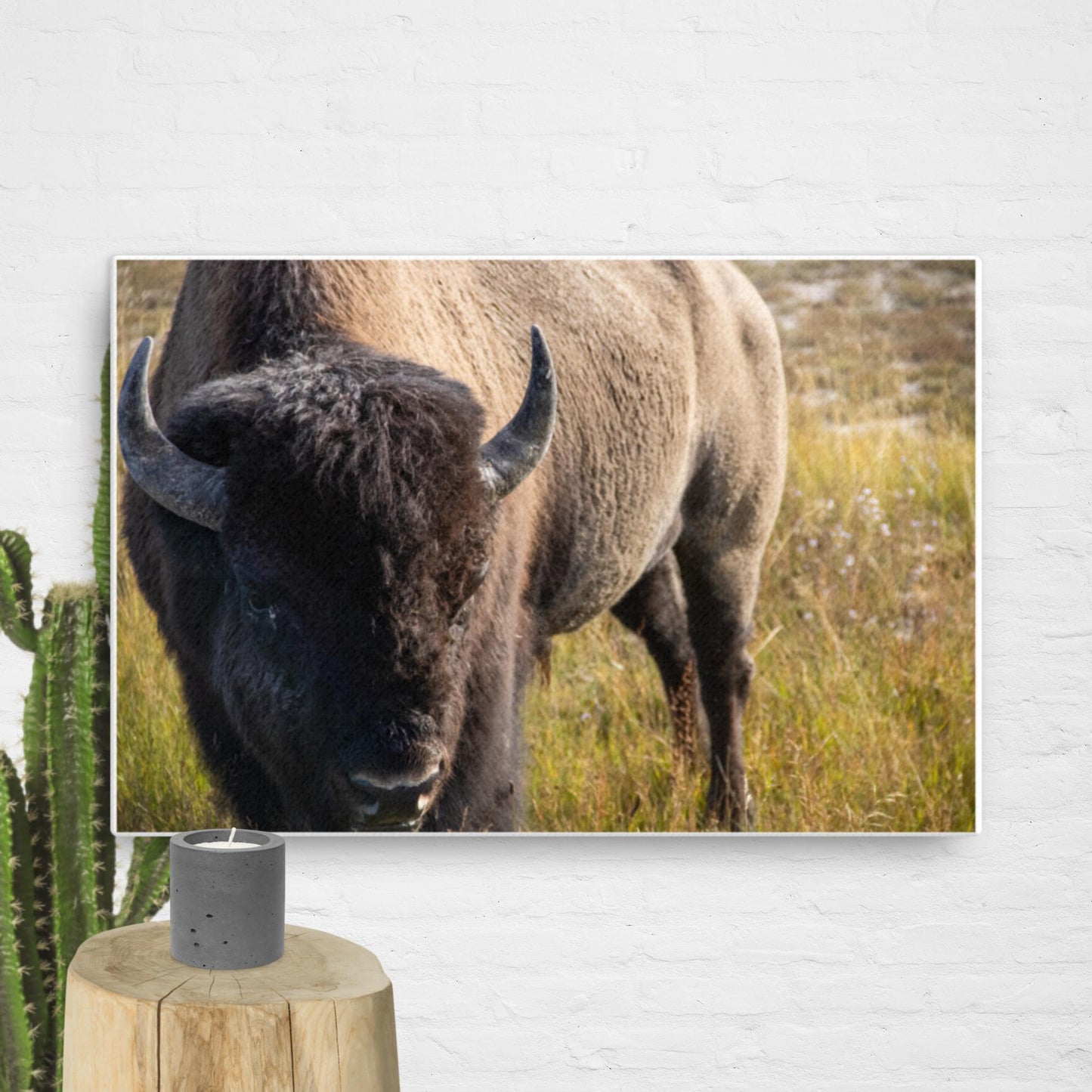 Bison in the Yellowstone Meadows