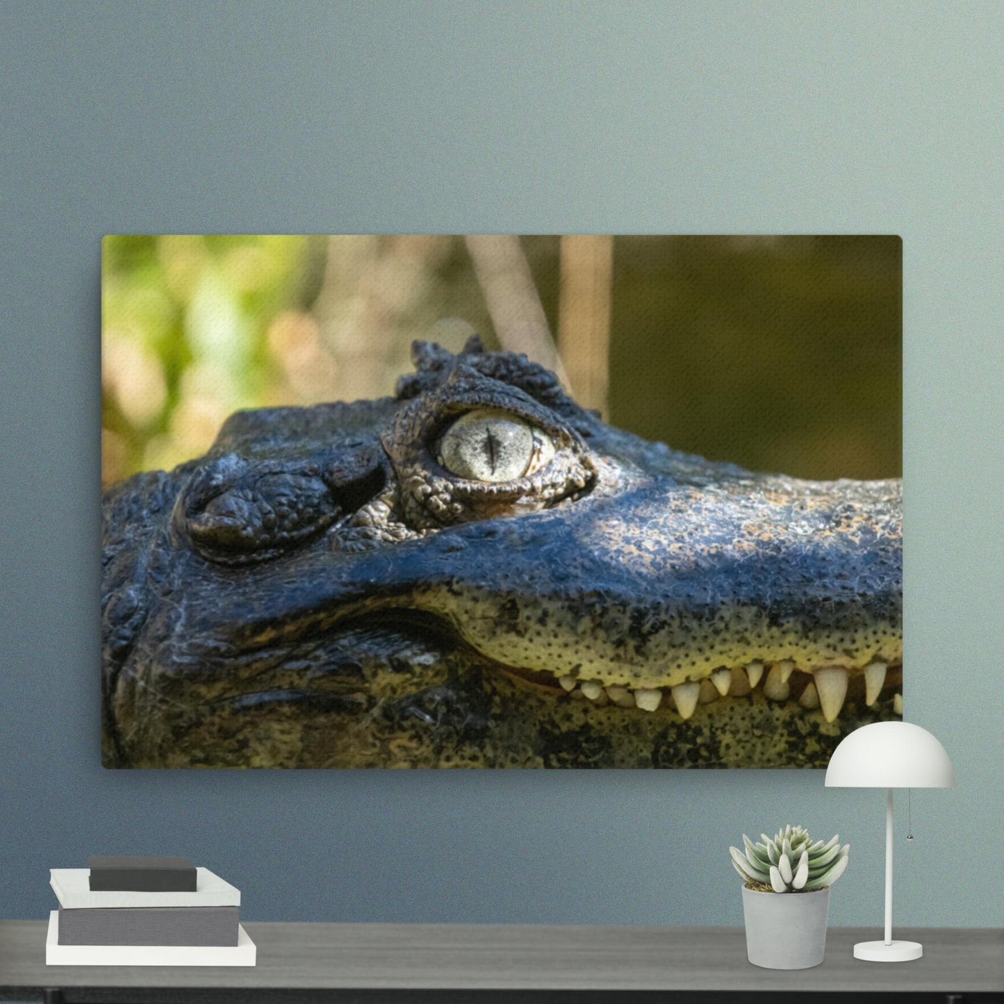 Broad-snouted Caiman