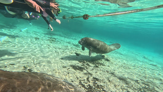 Top 3 Must-Visit Places for Manatee Experiences