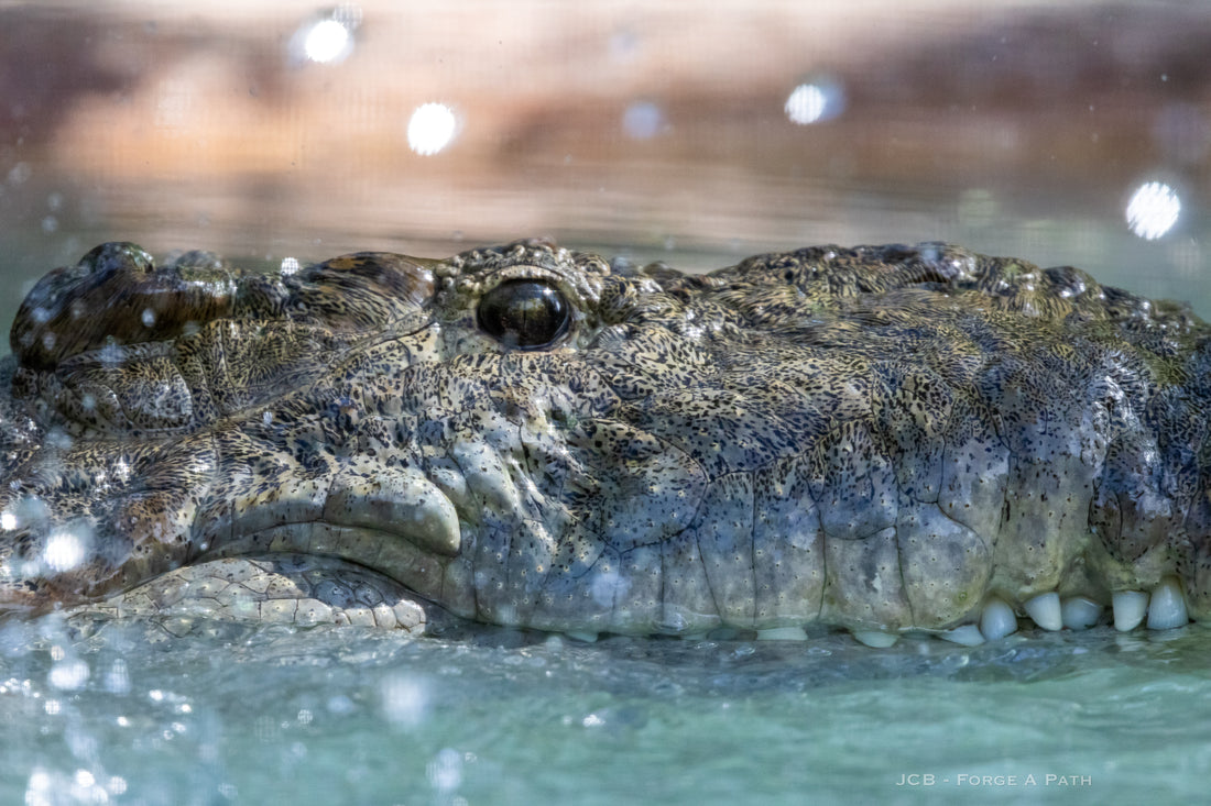 Why Conservation of Crocodilians Matters