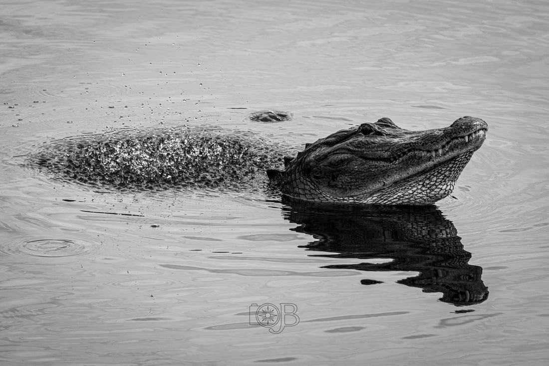 Exploring Wild Waters: The Making of the 2026 Croc Calendar
