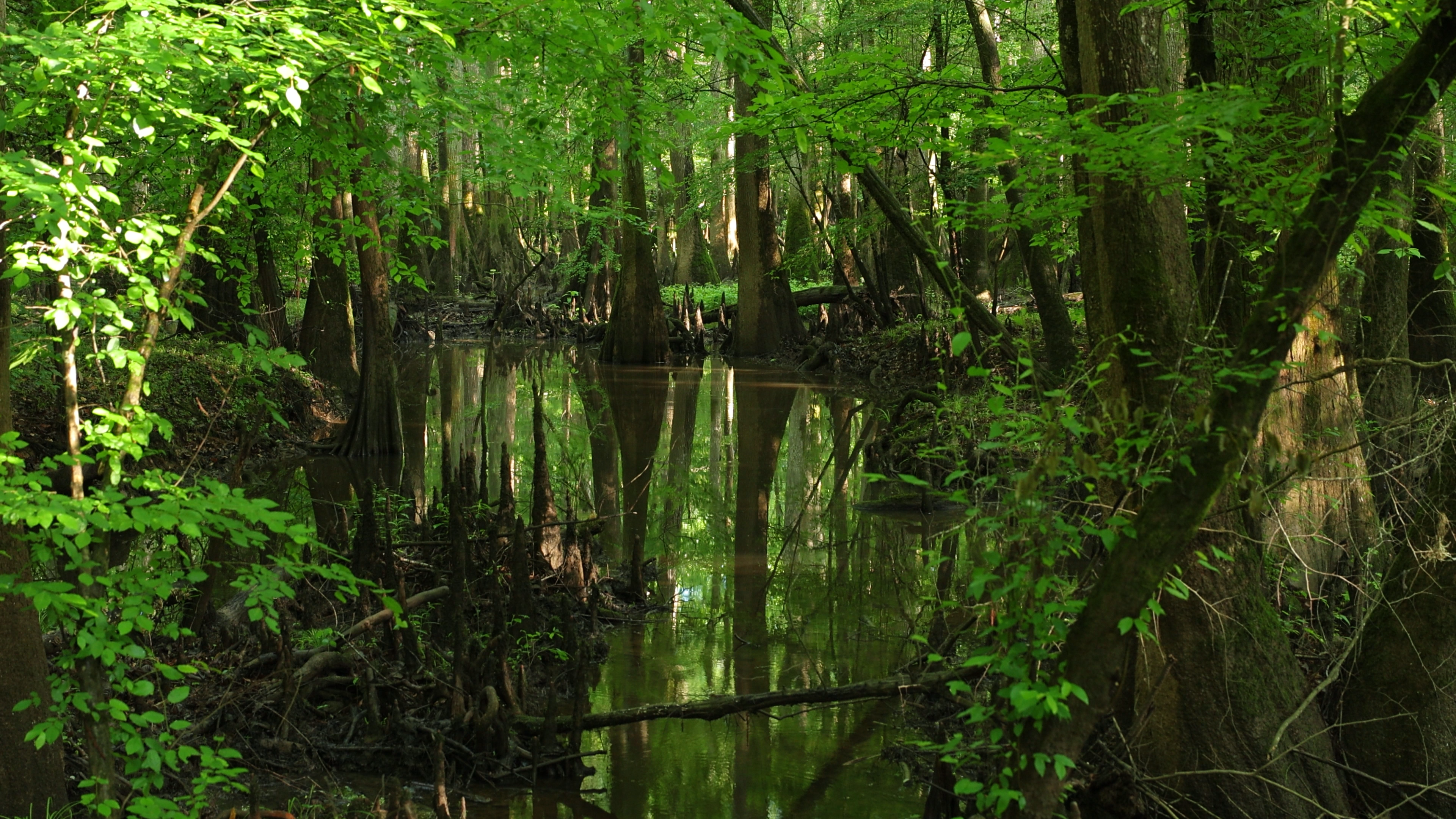Water and Wood: The Story of Water and Forests in Congaree National Park and Great Smoky Mountains National Park