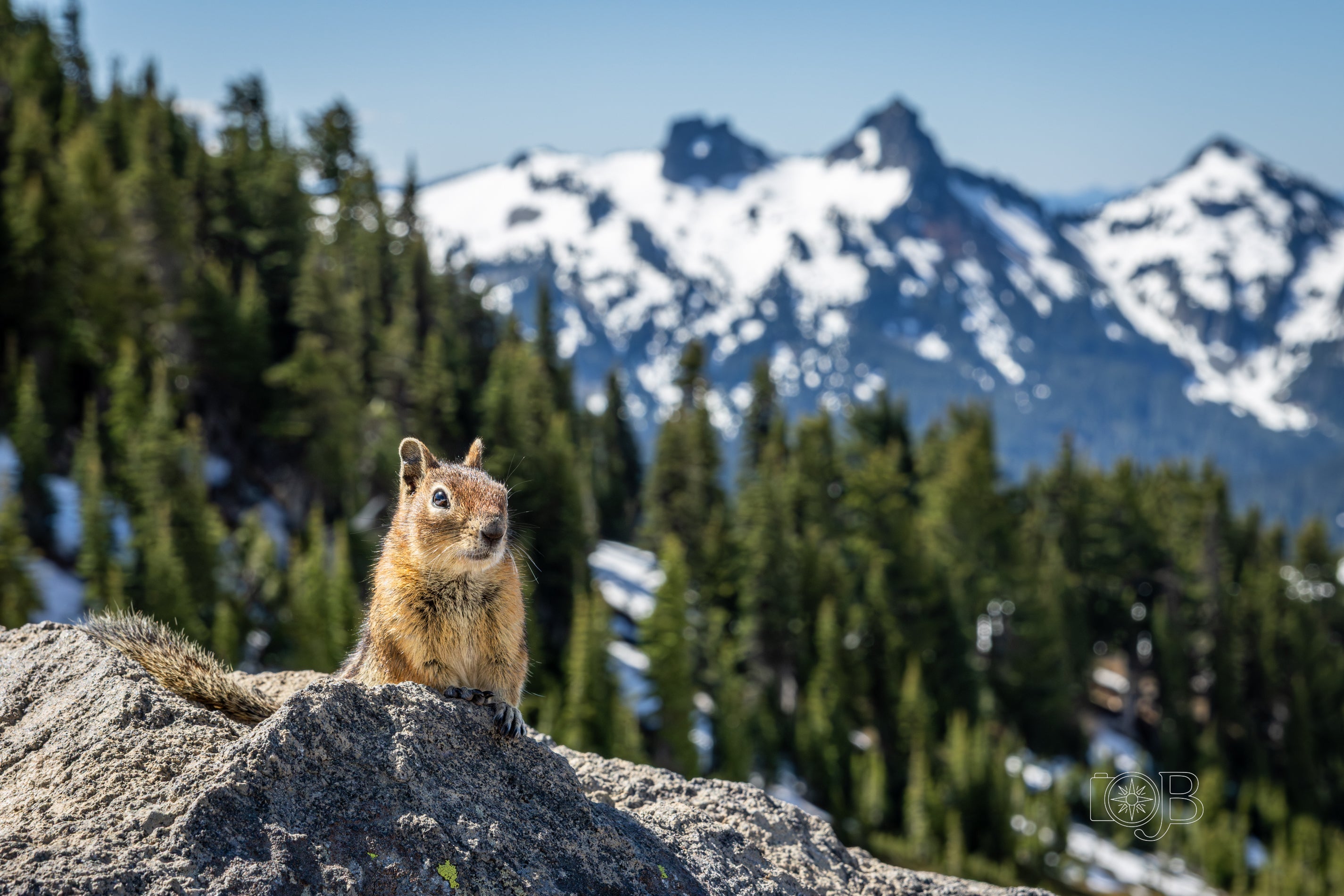 Where Snow Meets Resolve: Lessons from Mount Rainier’s Alpine Wilderness