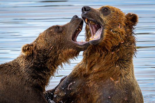 Two Grizzly bears play fighting with mouths open at each other.