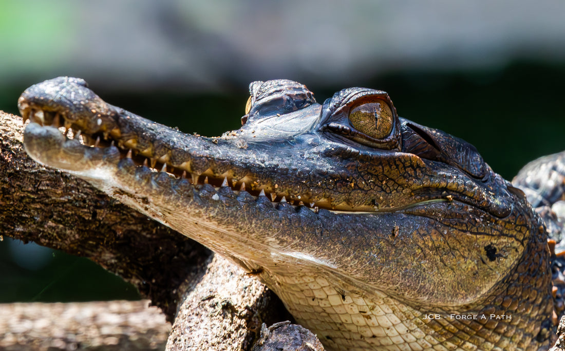 3 Weeks and 6 Crocodile Species: Searching for Africa's Crocodiles in Gabon & Cote d'Ivoire