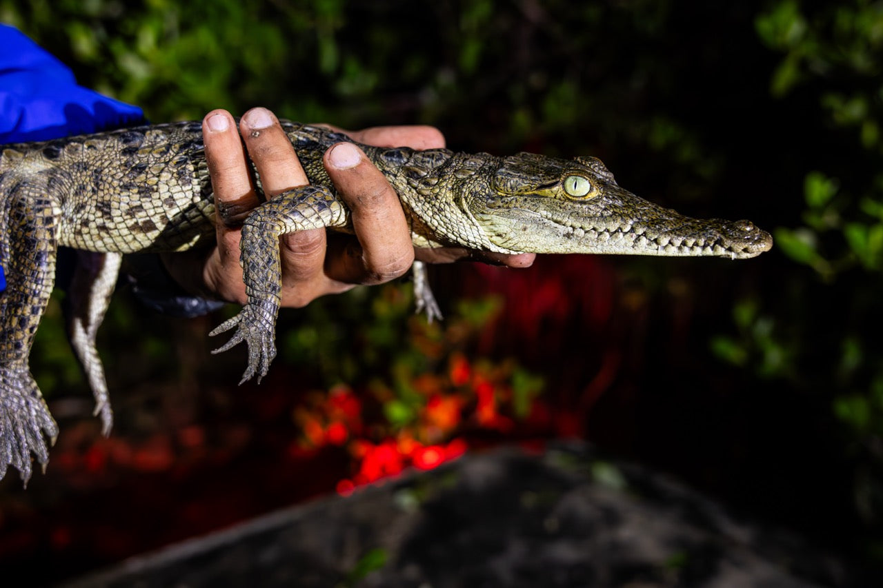 In-the-Field with the UF Croc Docs