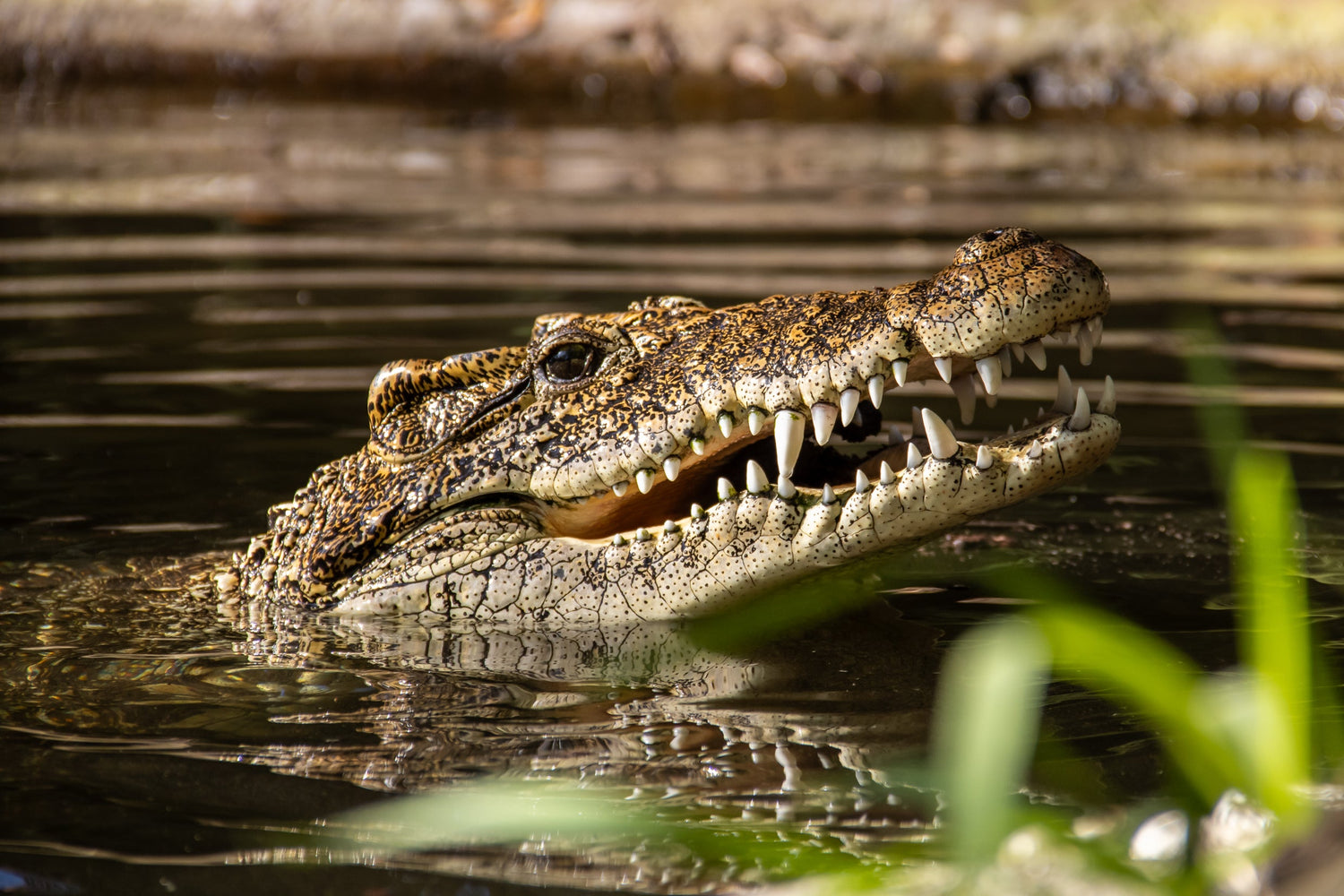 Crocodilians