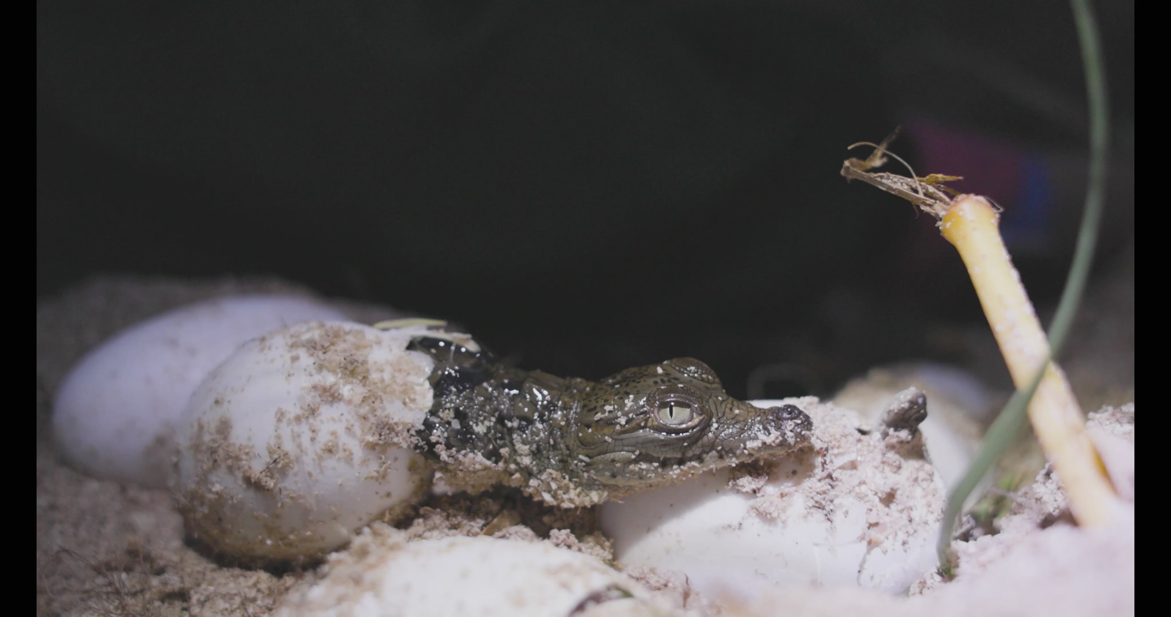 Load video: A series of wildlife and landscape video clips highlighting the camera work.