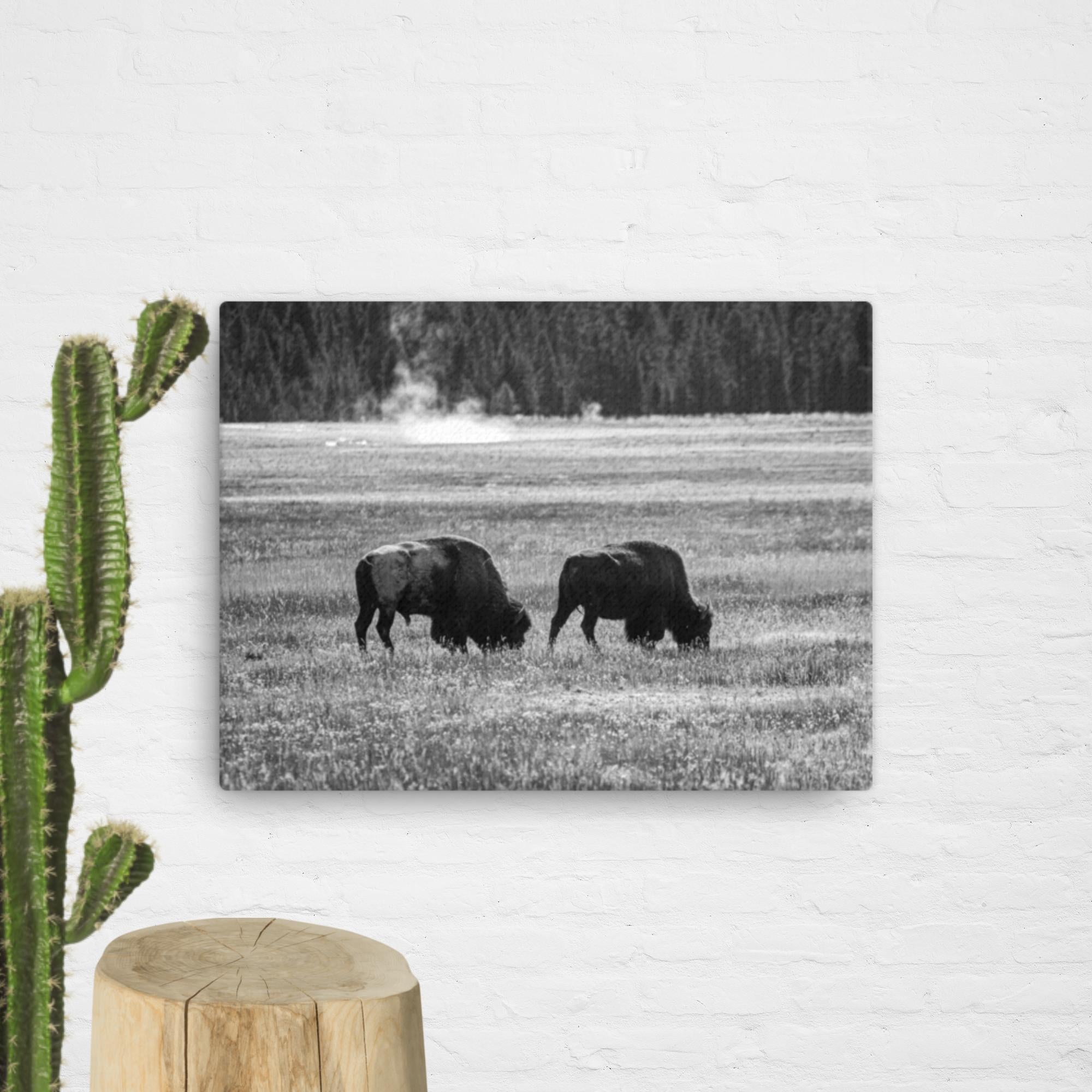 Bison couple in Yellowstone, BW