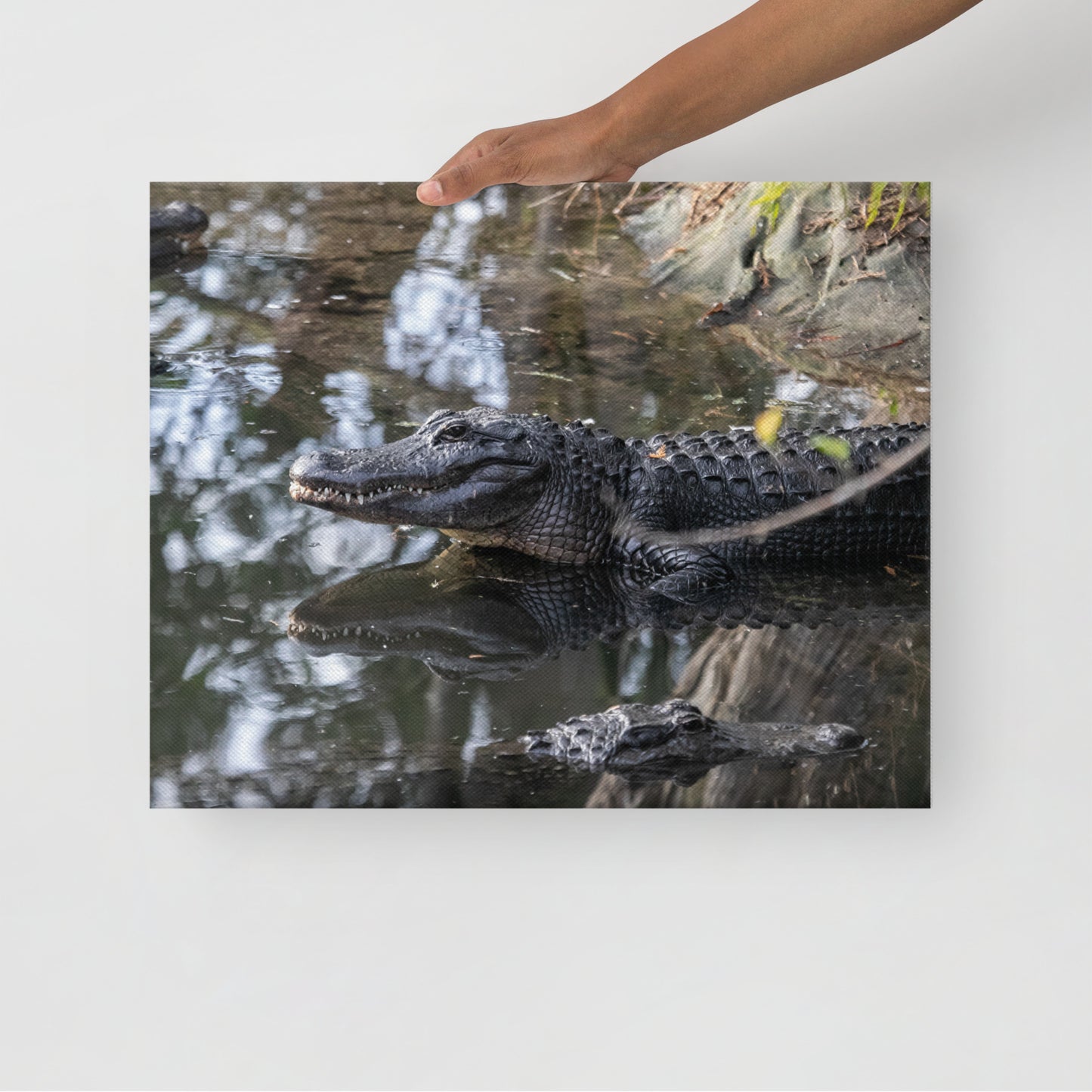 Alligators in the Swamp
