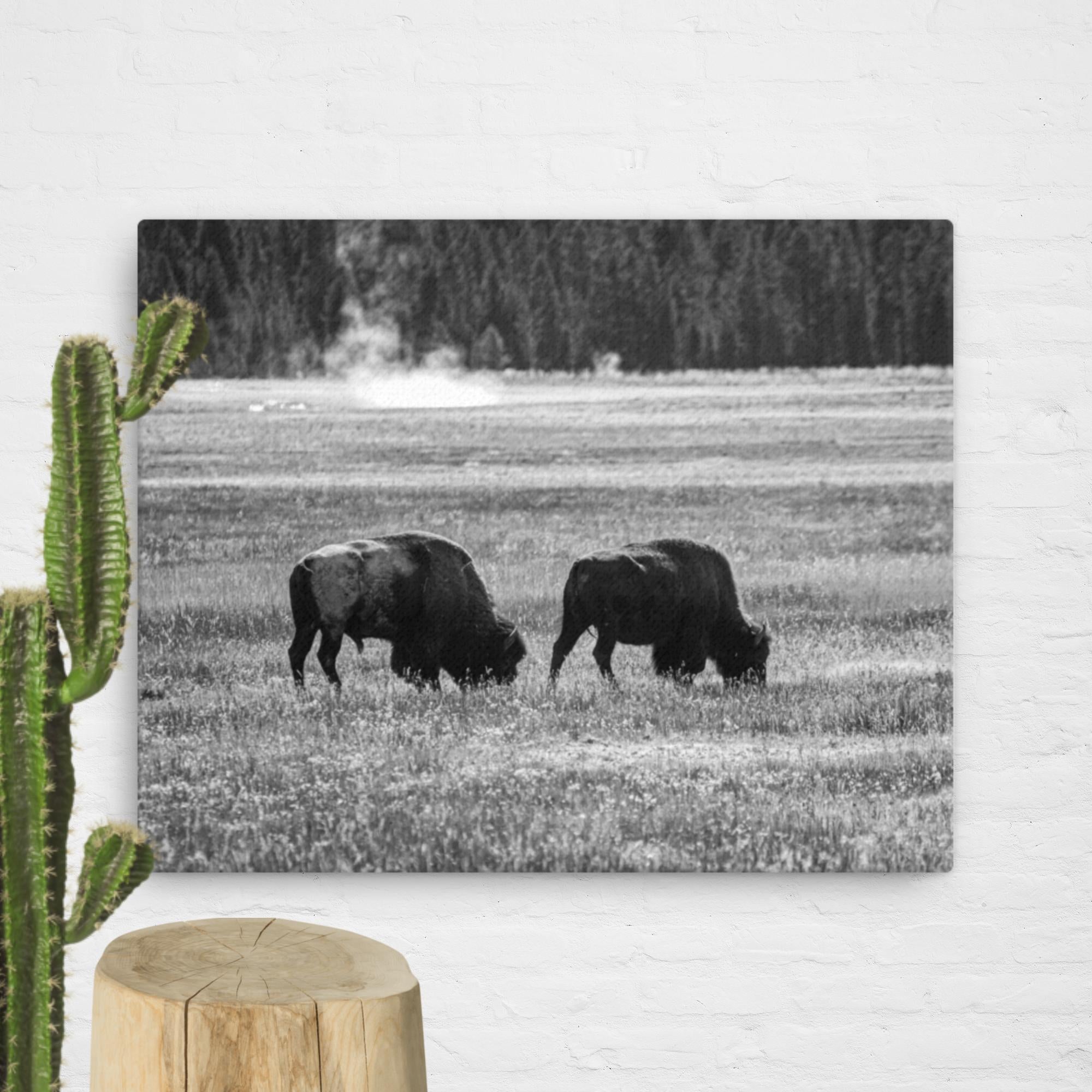 Bison couple in Yellowstone, BW