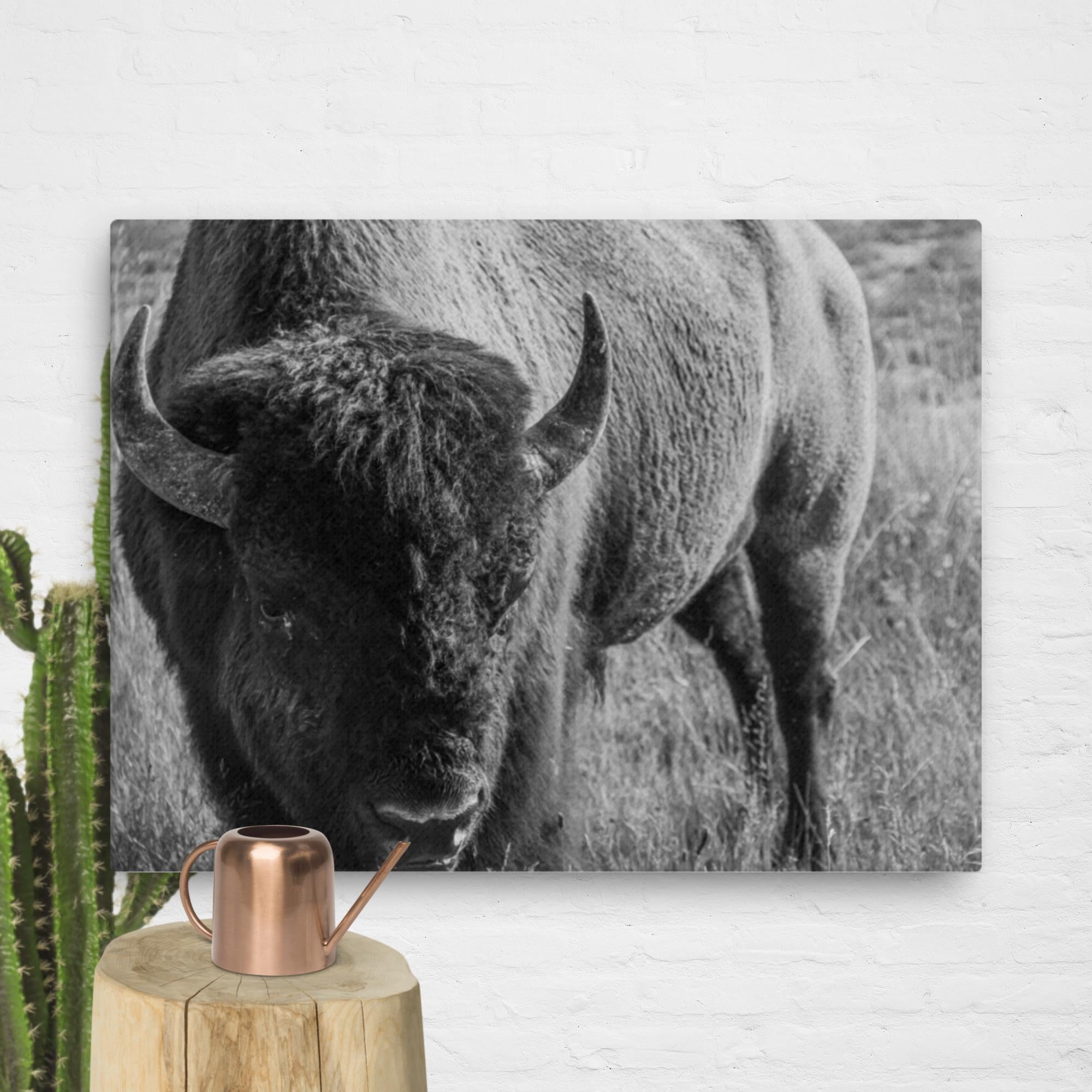 Bison in the Meadow, BW