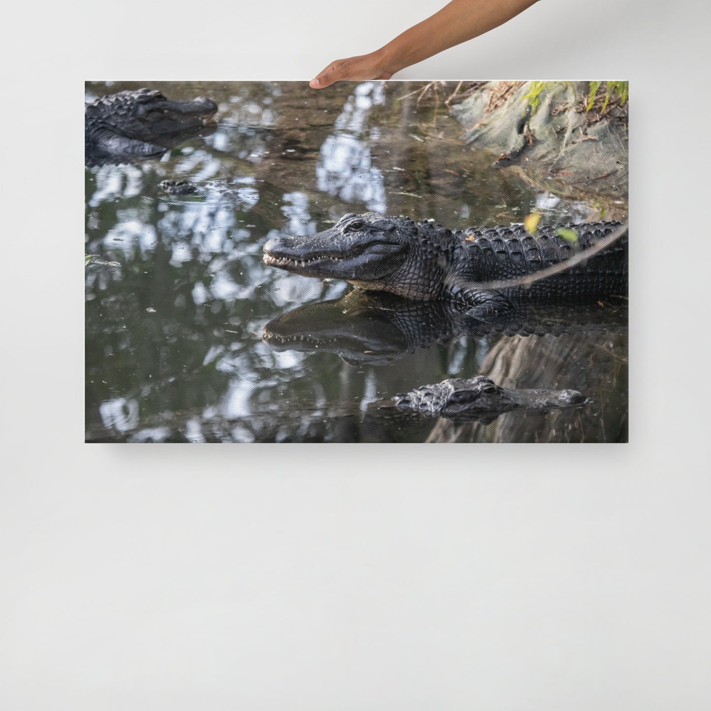 Alligators in the Swamp