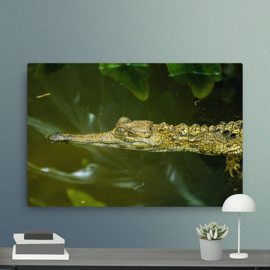 West African Slender-snouted Crocodile